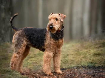 30 Medium-Sized Dog Breeds: With Pictures & Facts