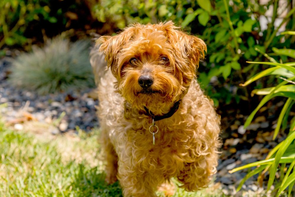 Yorkie-Poo-posing-on-grass