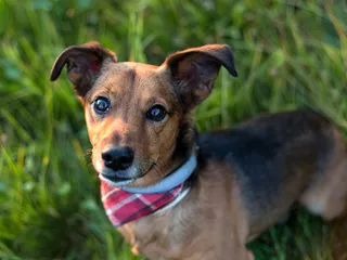 13 Popular Dachshund Mixes (With Pictures)