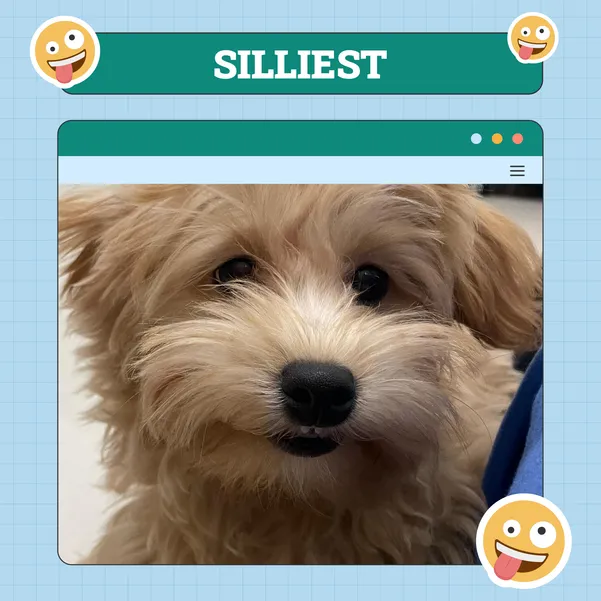 Silliest Dog