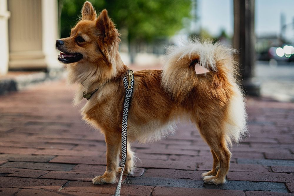 pomchi dog with leash