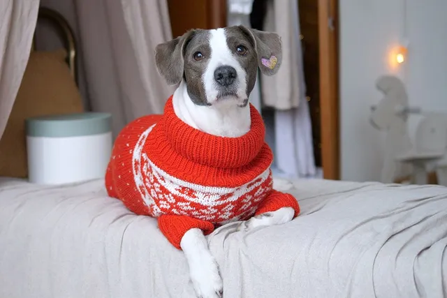 13 Amazing DIY Christmas Sweaters for Dogs (With Pictures)