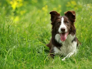 Brown Border Collie: Info, Pictures, Origin & History