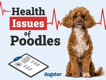 7 Poodle Health Issues: Vet-Approved Signs & Treatment