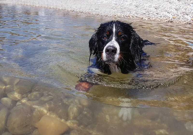 Bernese-Mountain-Dog-in-the-sea