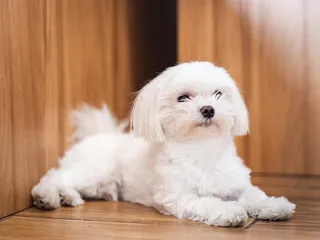 Teacup Maltese: Info, Pictures, Care Guide & More