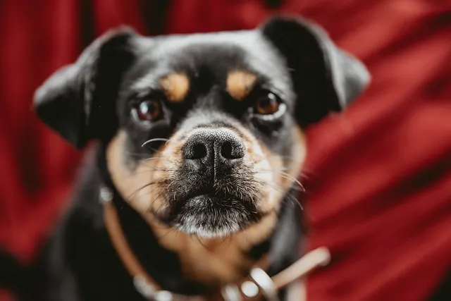 Carlin Pinscher (Miniature Pinscher & Pug Mix): Info, Pictures, Care & More
