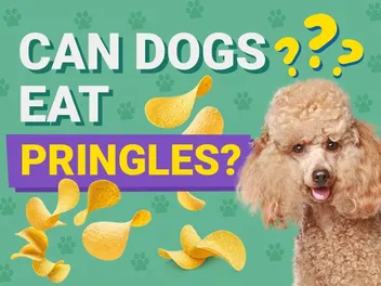 Can Dogs Eat Pringles? Vet-Approved Health Facts & FAQ