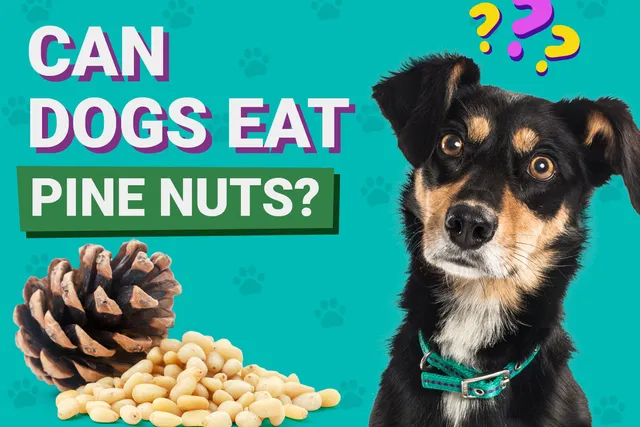 Can Dogs Eat Pine Nuts? Vet-Verified Nutrition Facts & Considerations