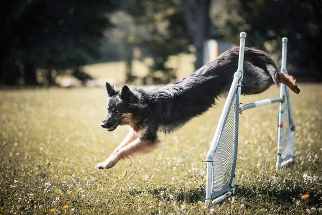 How to Train a Dog to Jump: 3 Vet-Verified Techniques