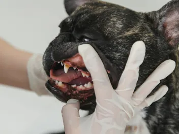 French Bulldog Teeth Problems: Our Vet Explains Common Issues, Treatment & Prevention