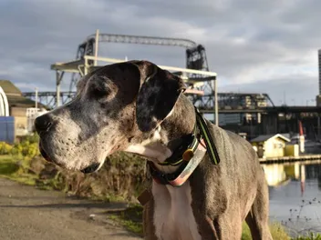 Mantle Merle Great Dane: Info, Pictures, Facts & History
