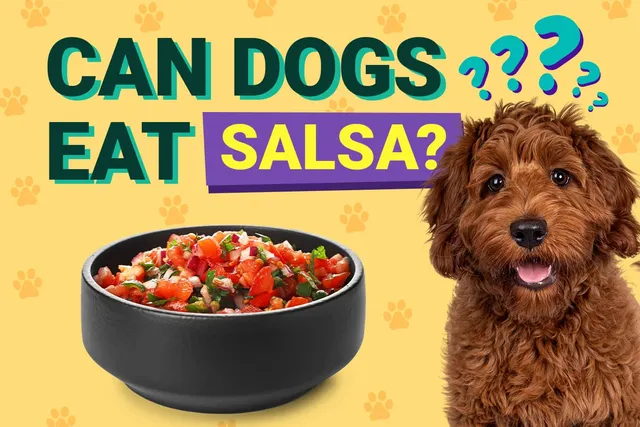 Can Dogs Eat Salsa? Vet Approved Facts & FAQs