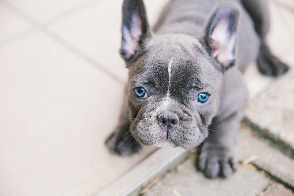 french bulldog