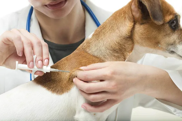 Average Cost to Microchip a Cat or Dog in Canada: 2026 Guide