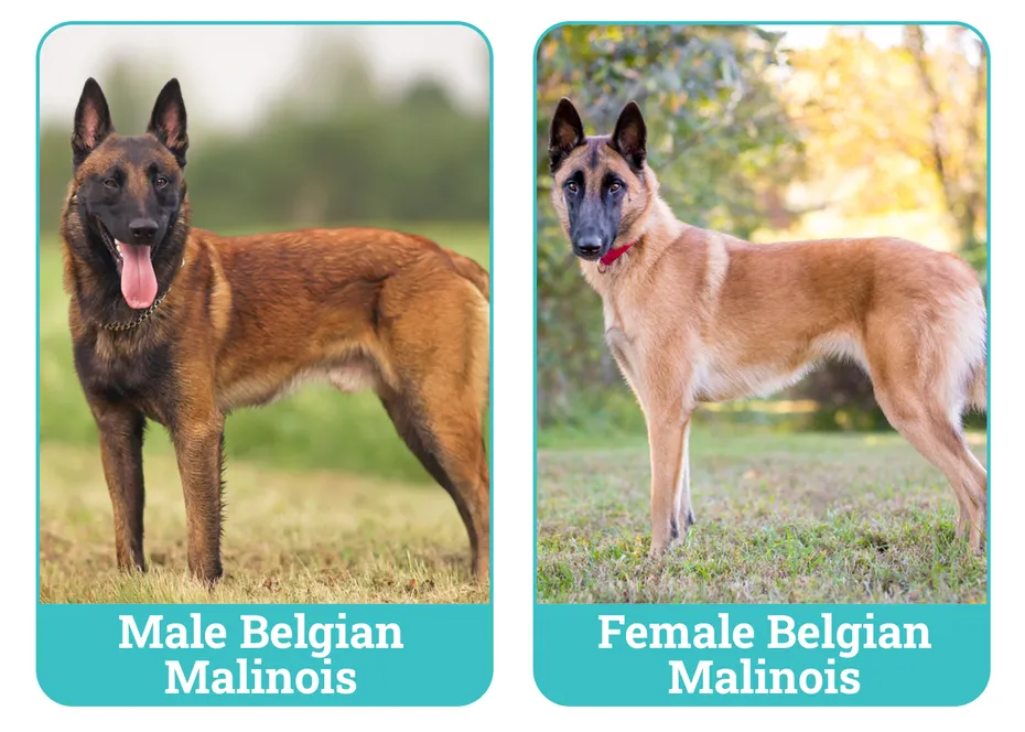 Male Vs Female Belgian Malinois Side By Side