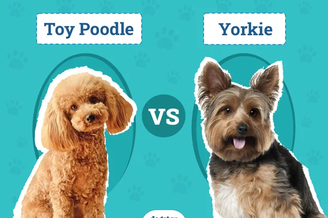 Toy Poodle vs. Yorkie: The Differences (With Pictures)