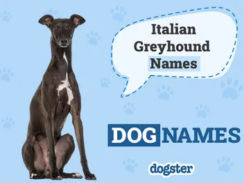 250+ Popular & Unique Italian Greyhound Names