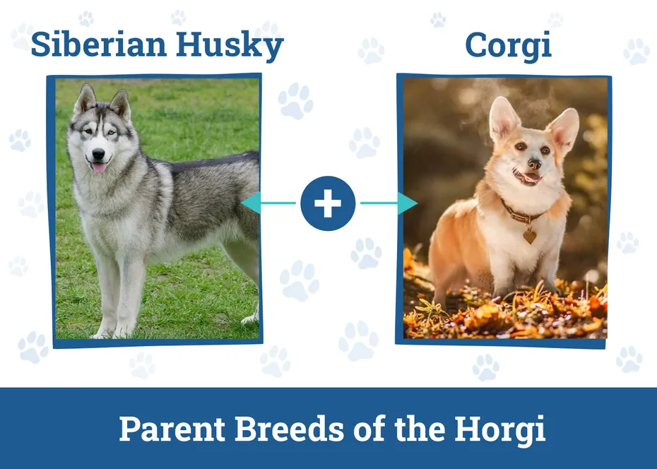 Parent Breeds of the Horgi