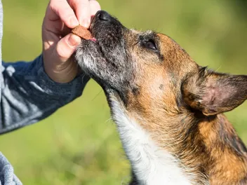 Can a Dog Overdose on Heartgard? Facts & FAQ (Vet Answer)
