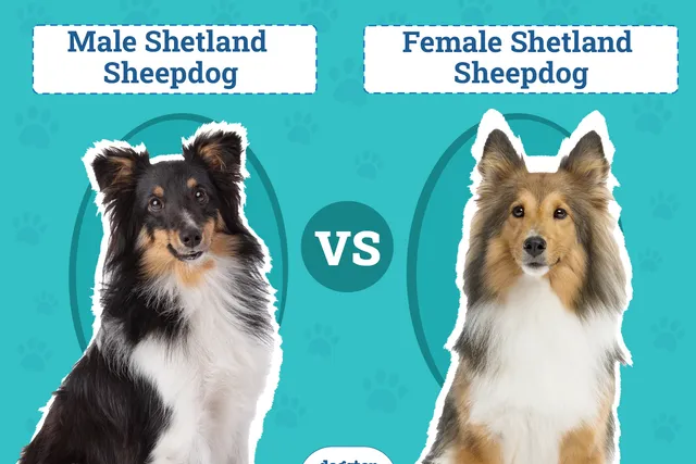 Male vs Female Shetland Sheepdogs (Shelties): The Differences & Pictures