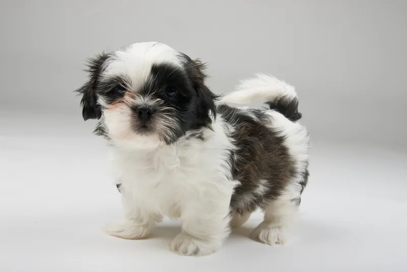 teacup shih tzu puppy on white background