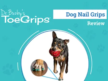 Dr. Buzby’s ToeGrips for Dogs Review 2026: An Expert's Breakdown