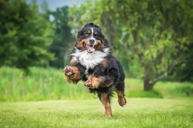 How Fast Can a Bernese Mountain Dog Run? Top Speed & Determining Factors
