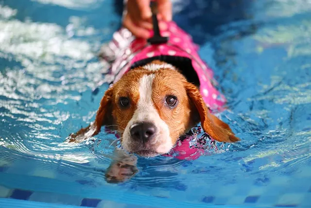 Do Beagles Like Water? Vet-Approved Swimming Tips & Breed Preferences