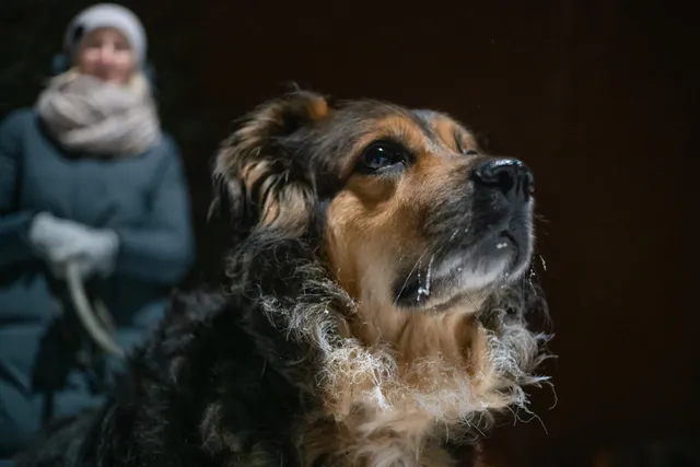 Do Dogs Have a Sixth Sense? Interesting Canine Facts (Vet Answer)