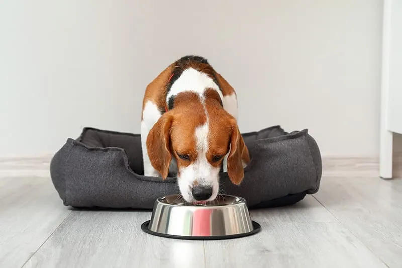beagle dog drinking from a stainless bowl