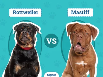 Rottweiler vs Mastiff: The Differences (With Pictures)