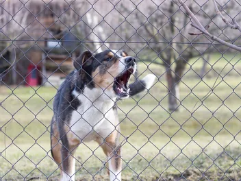How to Stop Your Dog From Barking at Neighbors: 7 Vet-Approved Tips