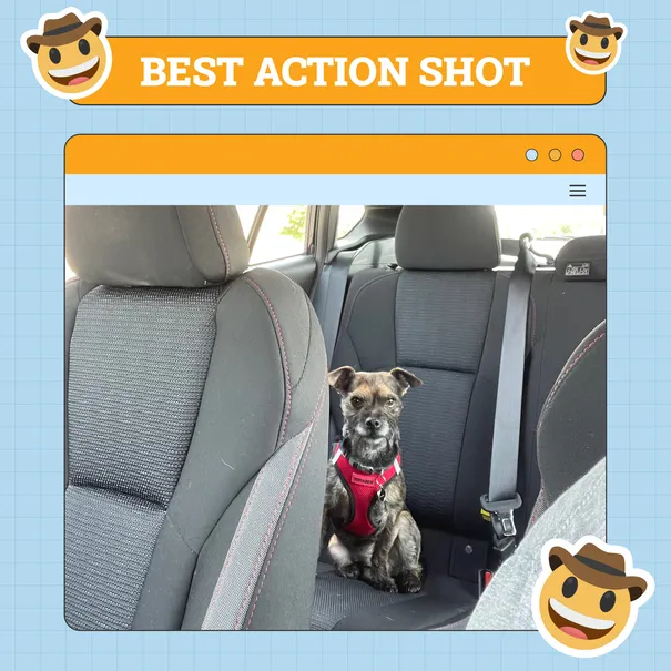Best Action Shot Dog