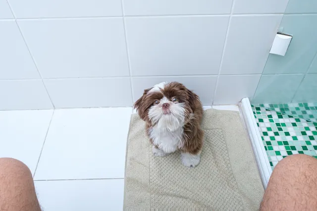 Why Does My Dog Watch Me Poop? Vet-Verified Reasons