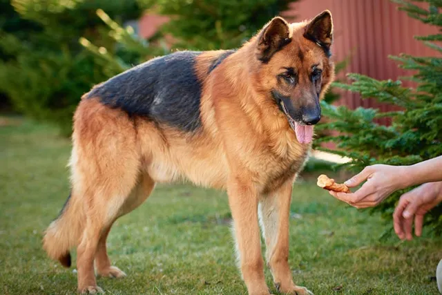 Giant German Shepherd: Info, Pictures, Origin & History
