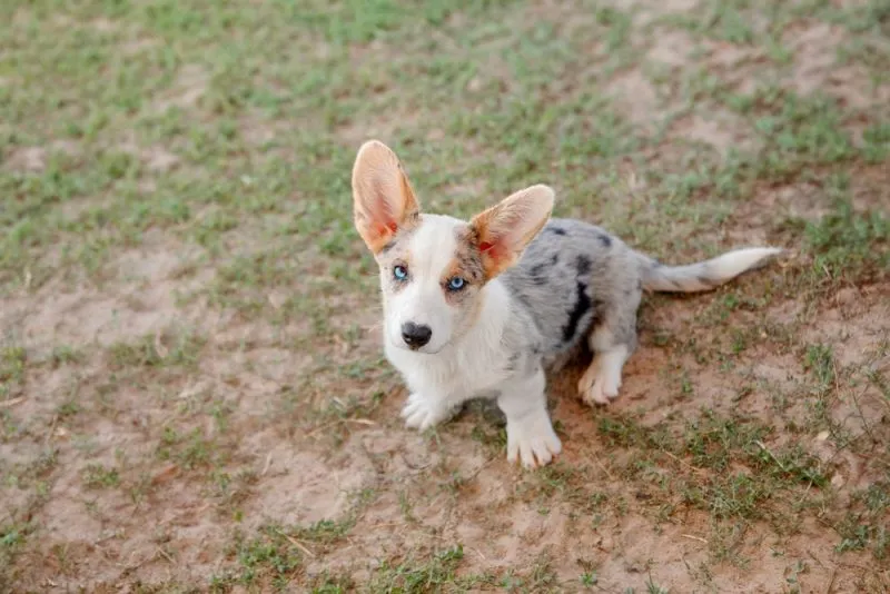 Welsh Cardigan Corgi puppy with blue eyes