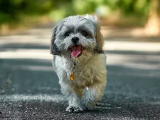 10 Dog Breeds with Beards & Mustaches: Pictures, Facts, and History