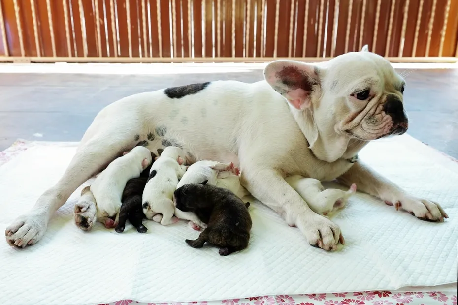 New born puppy French Bulldog