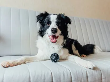 Border Collie Price: How Much Do They Cost? 2026 Update