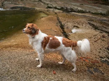 Kooikerhondje Dog Breed Guide: Info, Pictures, Care & More