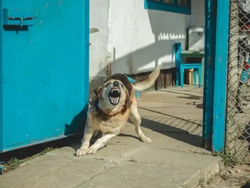 15 Most Dangerous Dog Breeds in 2026: Vet-Verified Info, Pictures & Facts