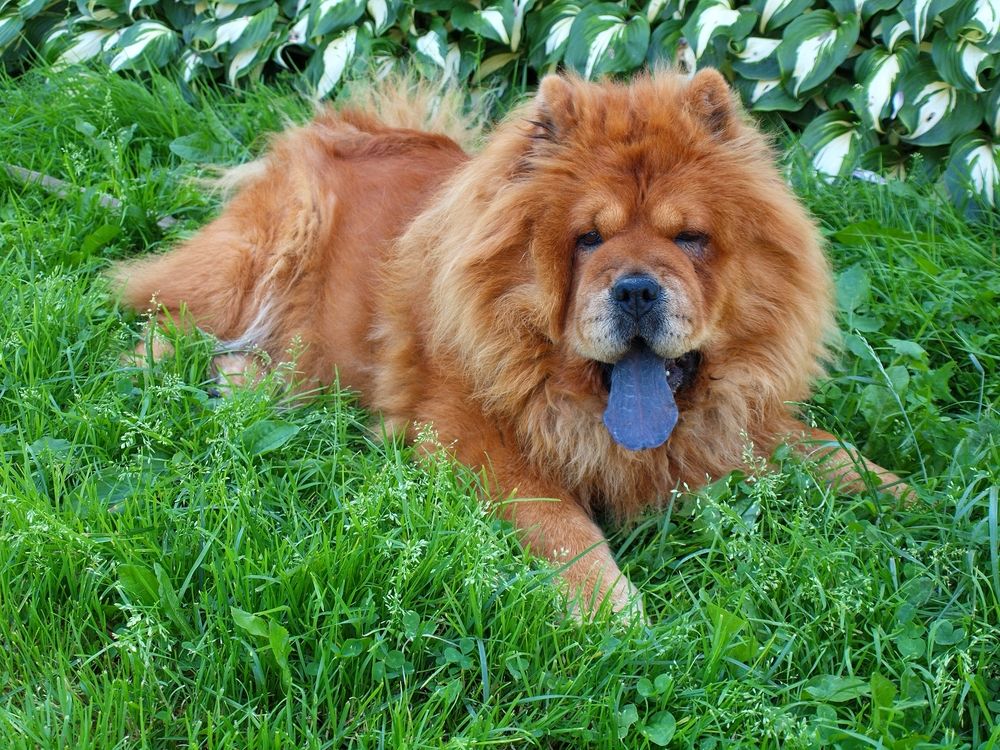 brown chow chow with blue tongue out lying on grass outdoors