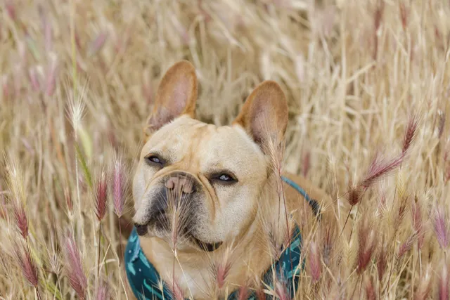 Is a Foxtail in My Dog’s Nose Making Him Sneeze? Vet-Approved Guide