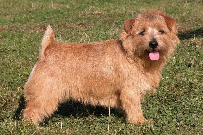 Cute little Norfolk Terrier dog with docked tail