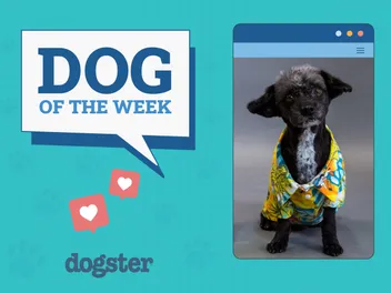 Dogster Photo Contest: Dogs of the Week Winners (October 25, 2024)