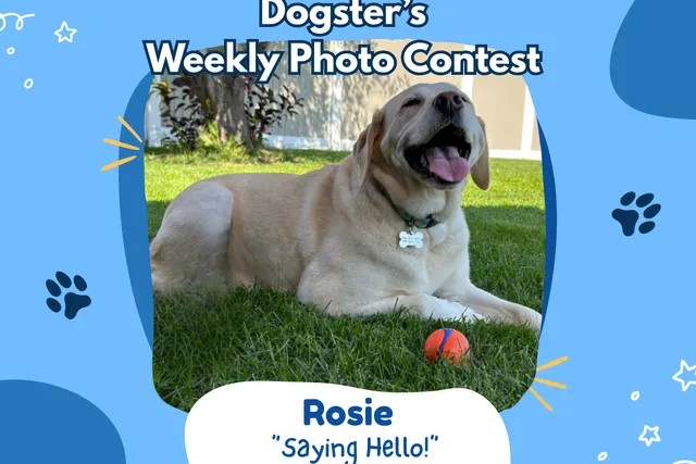 Dogster’s Weekly Photo Contest Winners: Saying ‘Hello!’ (September 28, 2026)