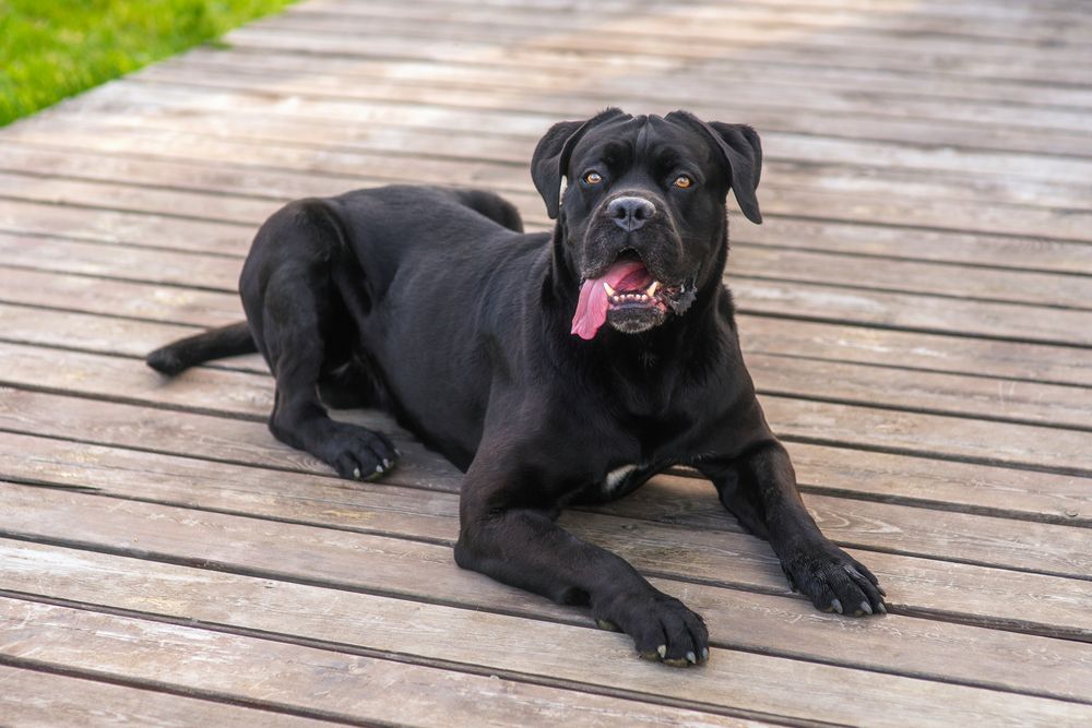 black-cane-corso-lying-on-a-porch