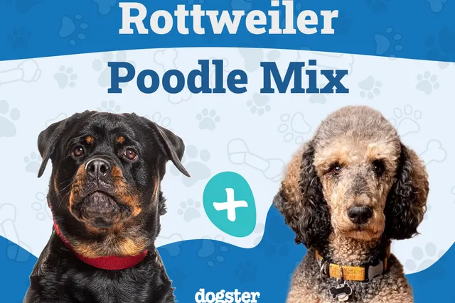 Rottle (Rottweiler & Poodle Mix) Dog Breed: Info, Pictures & Care