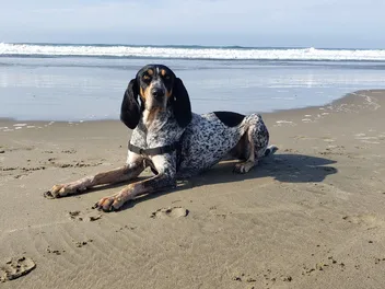 12 Best Dog-Friendly Beaches in the US (2026 Update)